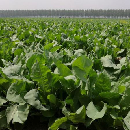 Responsibly Sourced Home Textiles - Shanghai Cathaya International